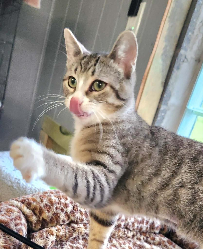 Enlarge Clover, a Adoptable mixed breed in Warren, MI image 1/4