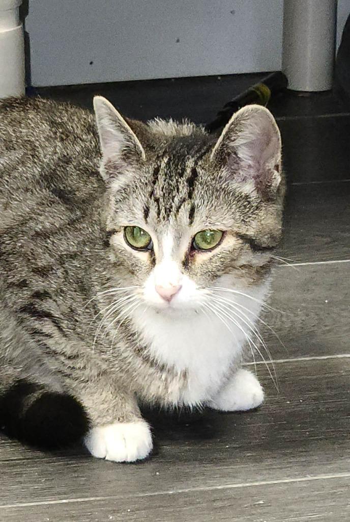 Enlarge Clover, a Adoptable mixed breed in Warren, MI image 2/4