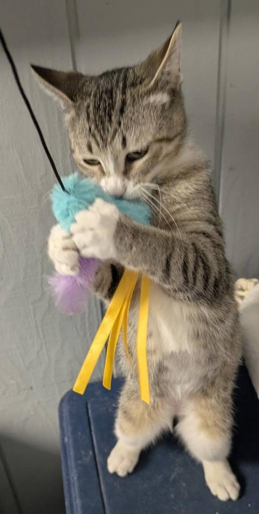 Enlarge Clover, a Adoptable mixed breed in Warren, MI image 4/6