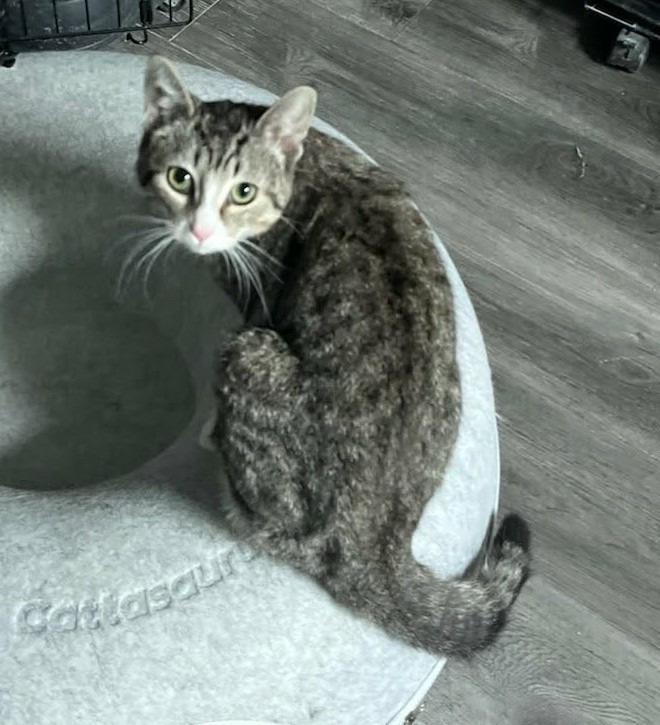 Enlarge Clover, a Adoptable mixed breed in Warren, MI image 3/4