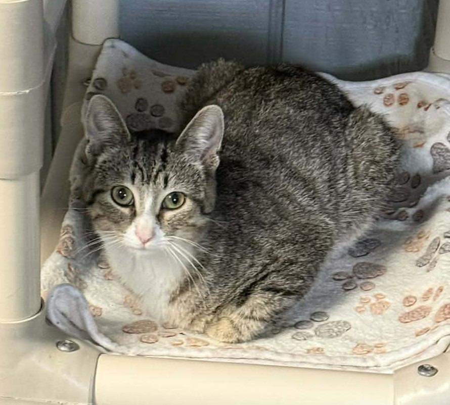 Enlarge Clover, a Adoptable mixed breed in Warren, MI image 4/4