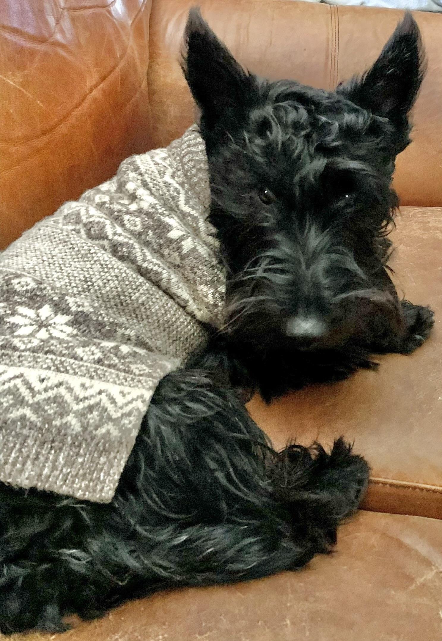 Enlarge Archie, a Adoptable Scottish Terrier in Rockaway, NJ image 1/1