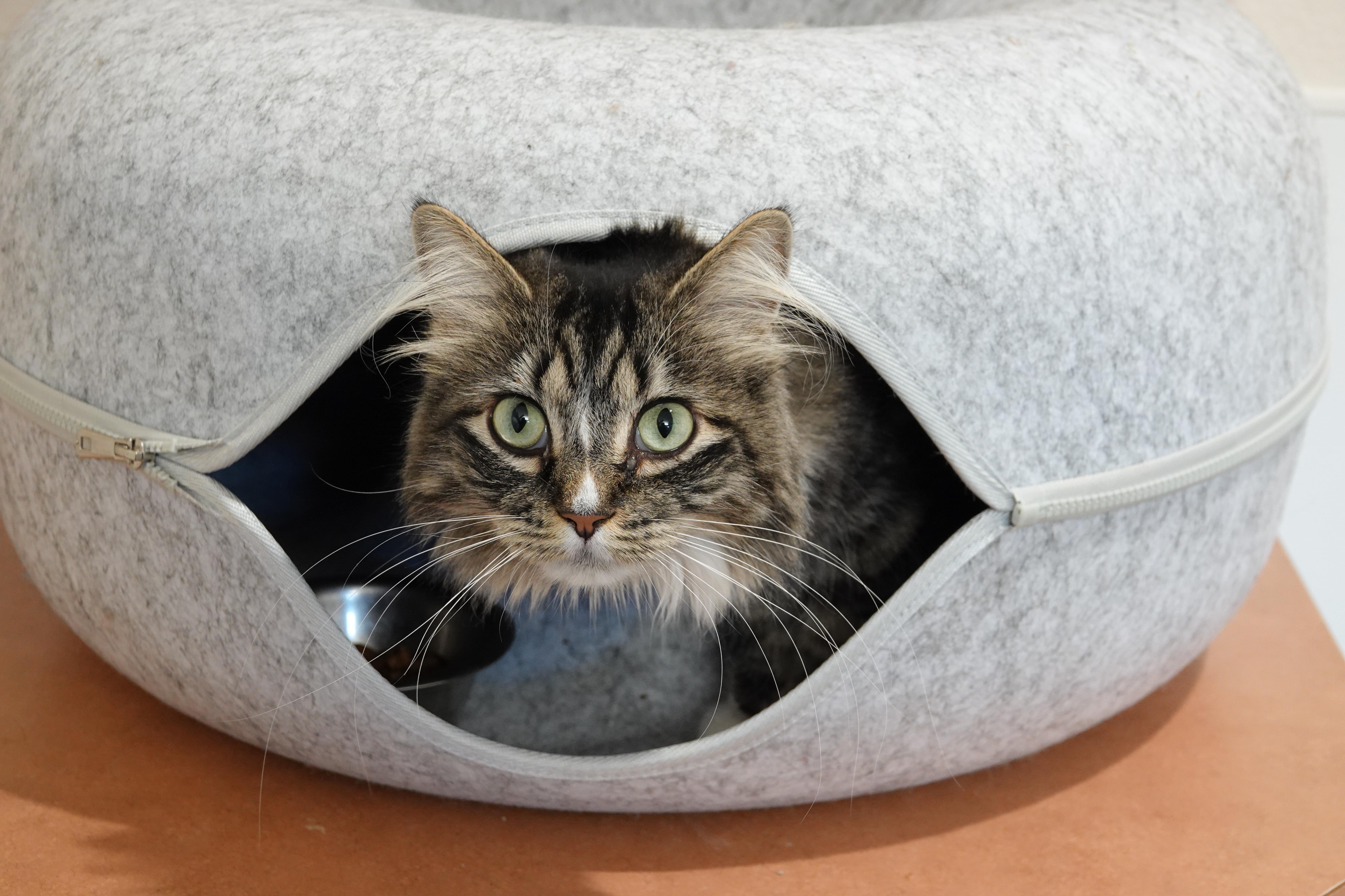 Enlarge Tippy, an adopted Domestic Medium Hair in Boise, ID image 3/3