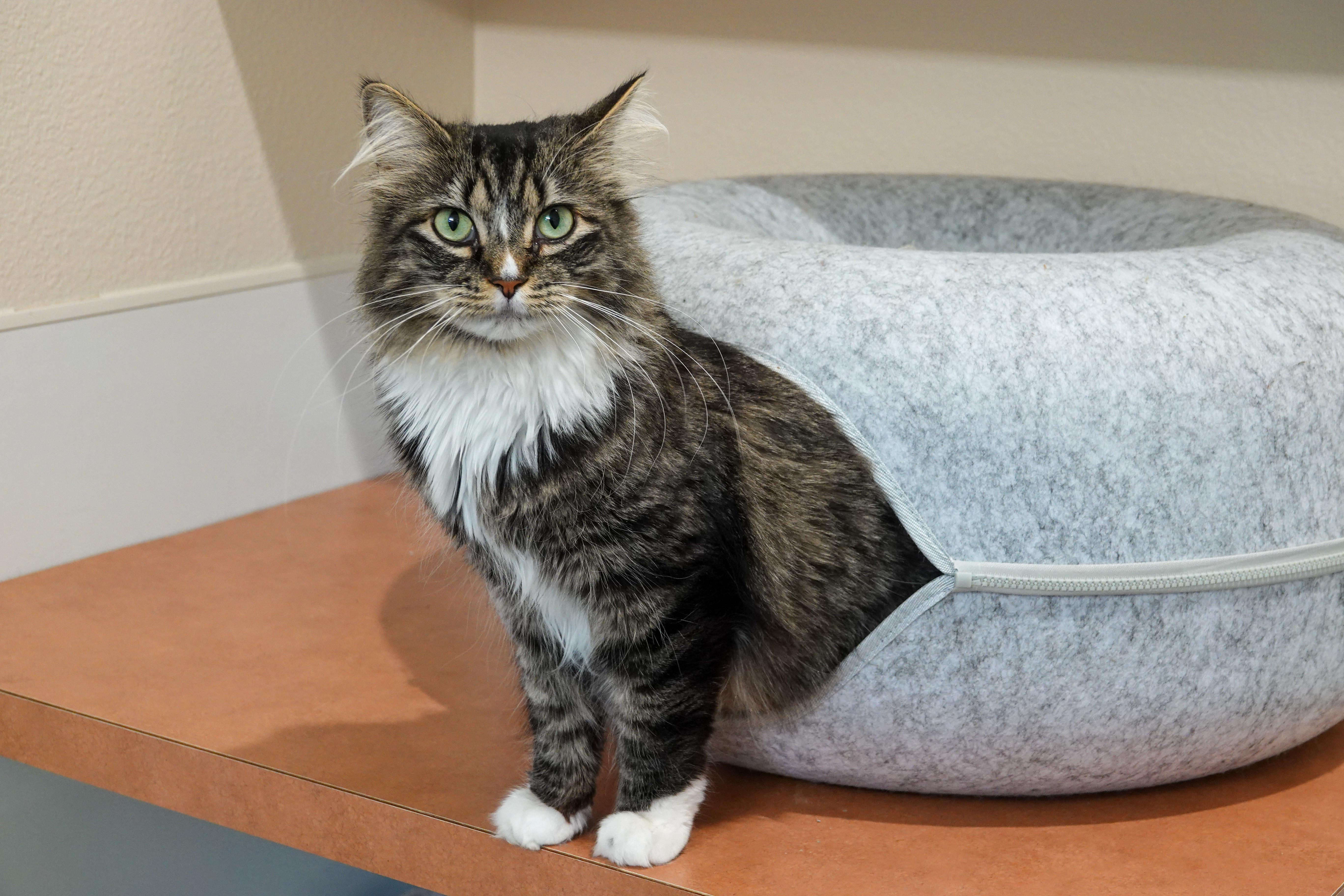 Enlarge Tippy, an adopted Domestic Medium Hair in Boise, ID image 2/3