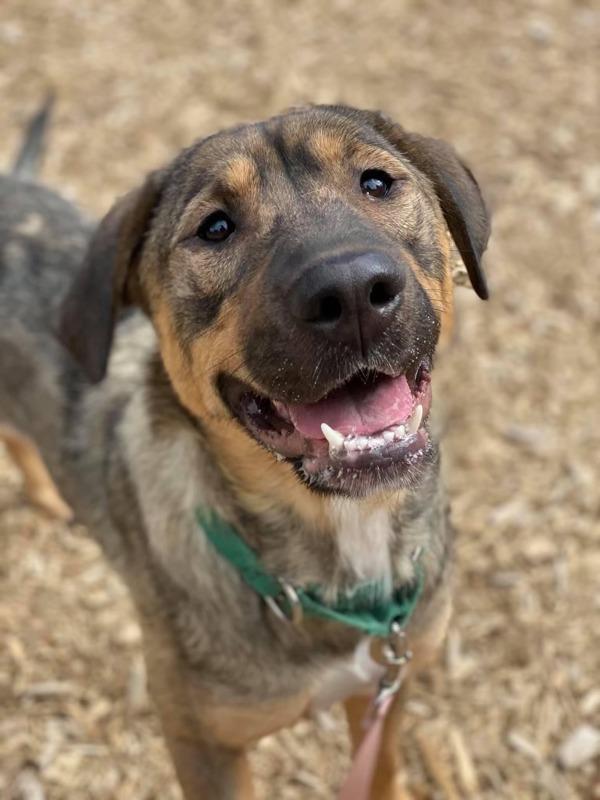 Delphi, Adoptable, Senior Female German Shepherd Dog & Mixed Breed (Large).