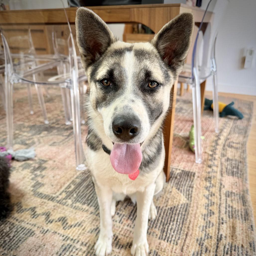 Poet, a Adoptable mixed breed in Los Angeles, CA image 5/6