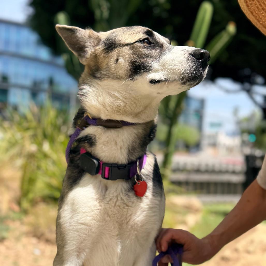 Poet, a Adoptable mixed breed in Los Angeles, CA image 6/6