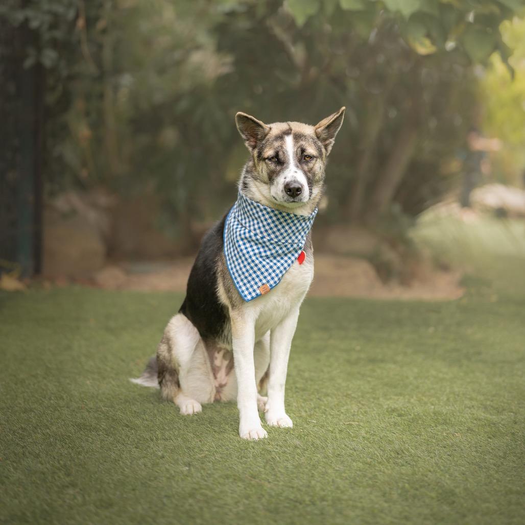 Poet, a Adoptable mixed breed in Los Angeles, CA image 1/6