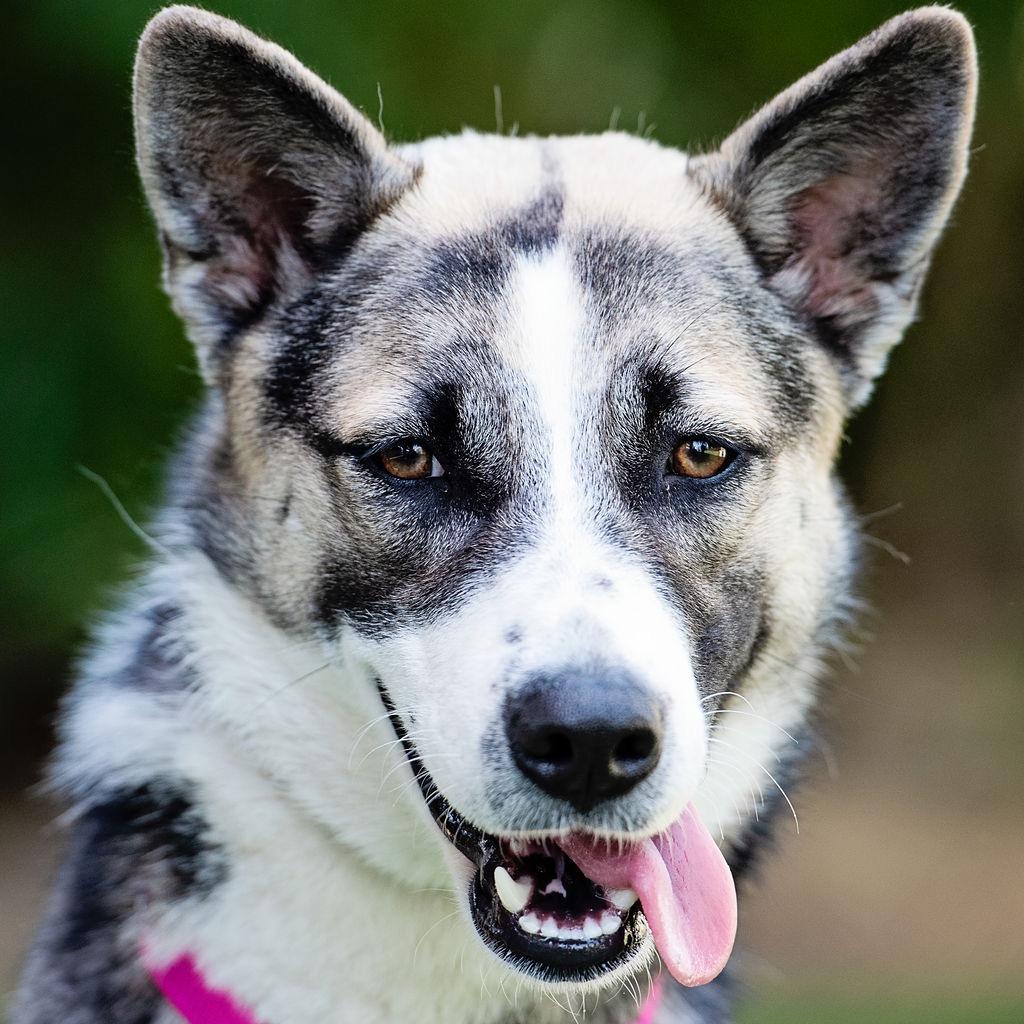 Poet, a Adoptable mixed breed in Los Angeles, CA image 2/6