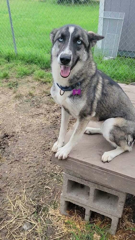 Enlarge Cosette, a Adoptable mixed breed in Corsicana, TX image 1/4