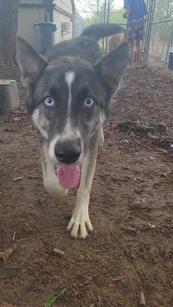 Enlarge Cosette, a Adoptable mixed breed in Corsicana, TX image 2/4