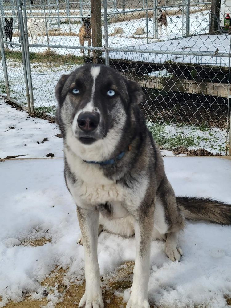Enlarge Cosette, a Adoptable mixed breed in Corsicana, TX image 3/5