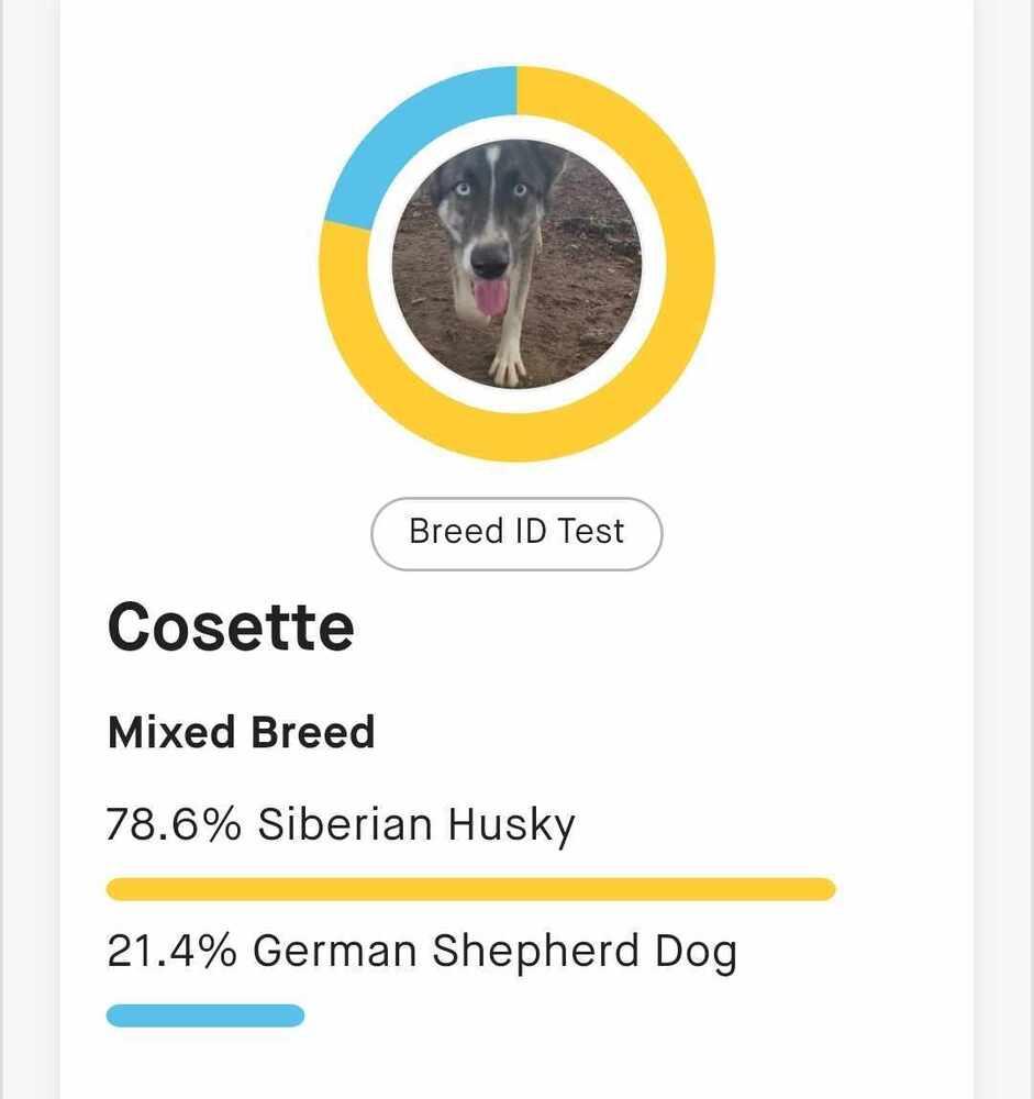 Enlarge Cosette, a Adoptable mixed breed in Corsicana, TX image 3/4