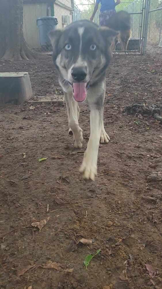Enlarge Cosette, a Adoptable mixed breed in Corsicana, TX image 4/4