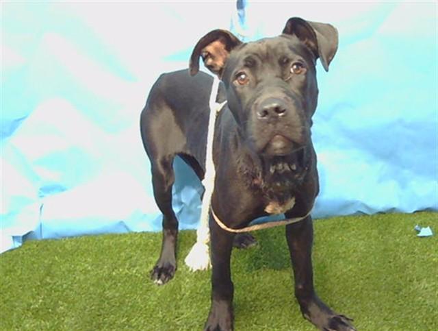 NICOLE, Adoptable, Young Female Pit Bull Terrier.