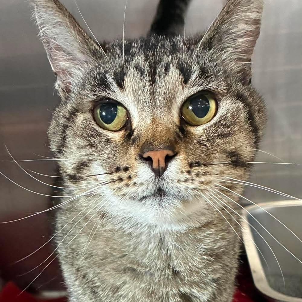 Pepper, Adoptable, Senior Female Domestic Short Hair & Tabby.