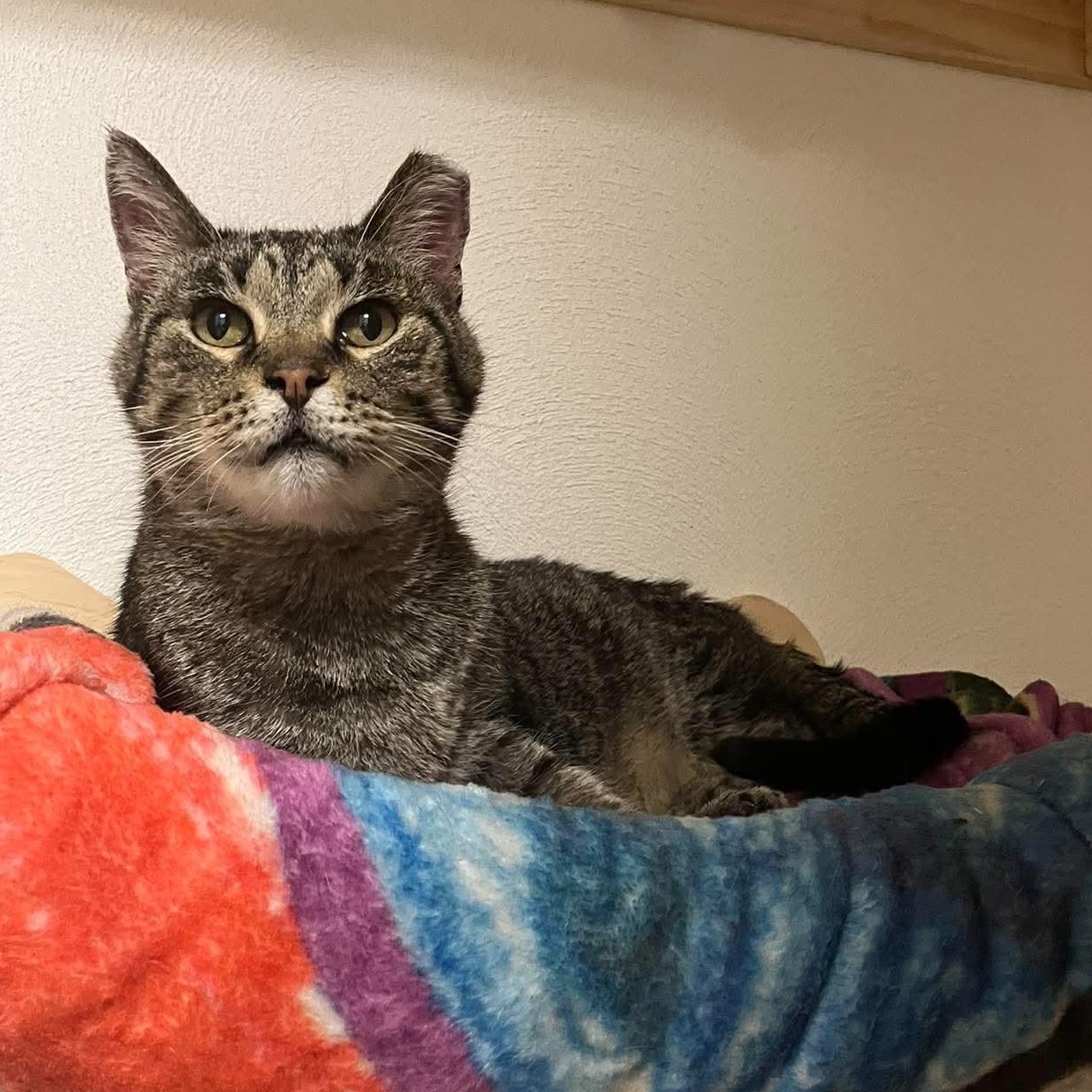 Enlarge Pepper, a Adoptable mixed breed in Petersburg, IL image 4/6