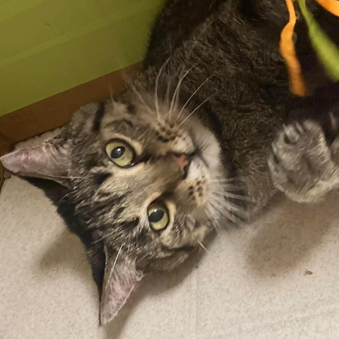 Enlarge Pepper, a Adoptable mixed breed in Petersburg, IL image 1/6