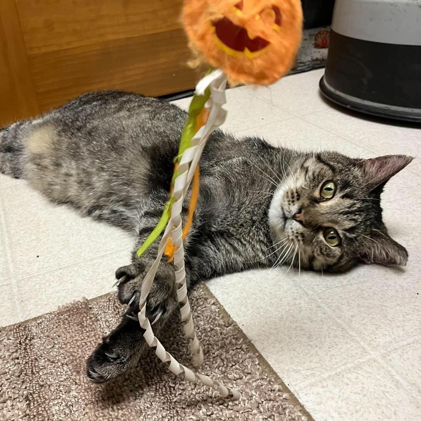 Enlarge Pepper, a Adoptable mixed breed in Petersburg, IL image 3/6