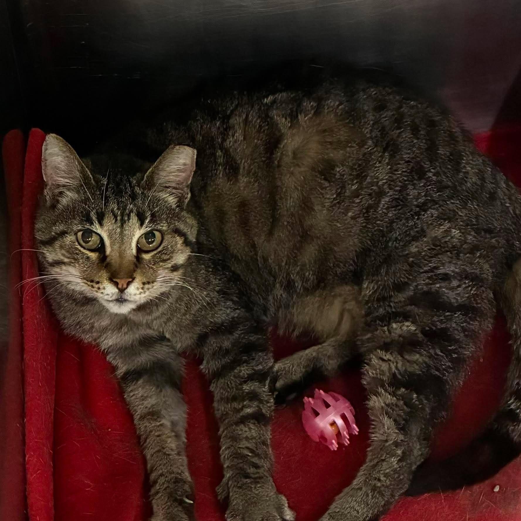 Enlarge Pepper, a Adoptable mixed breed in Petersburg, IL image 3/3