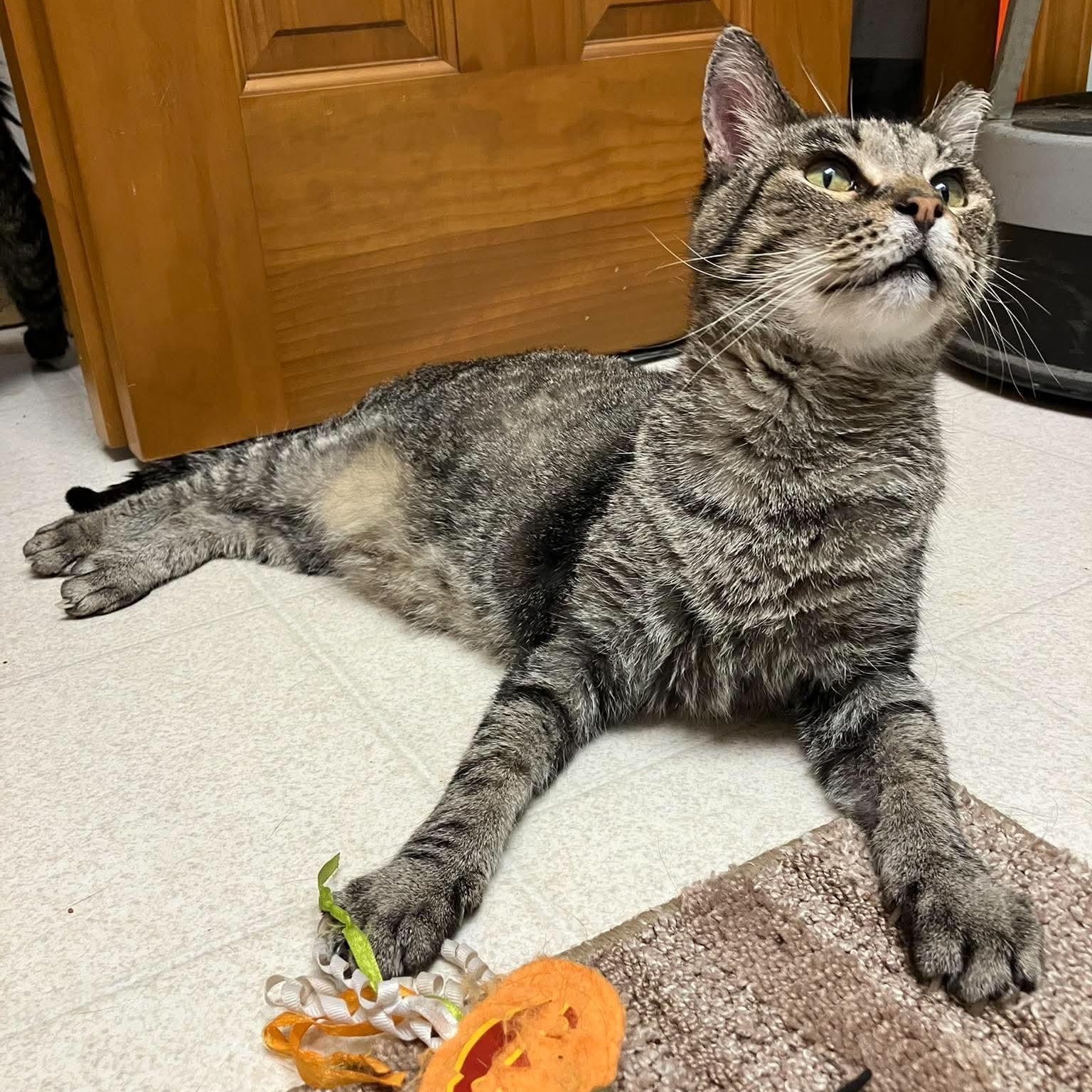 Enlarge Pepper, a Adoptable mixed breed in Petersburg, IL image 2/6