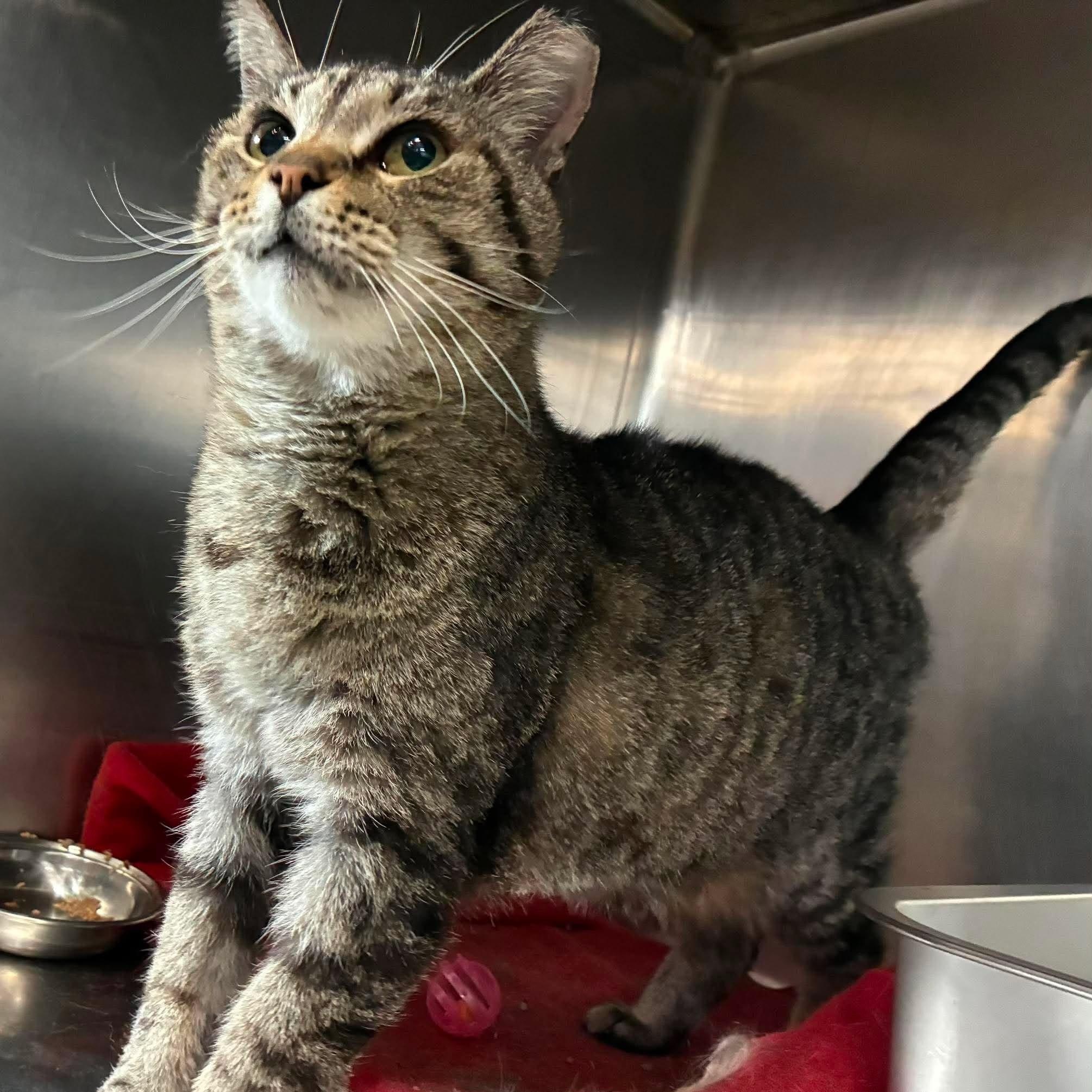 Enlarge Pepper, a Adoptable mixed breed in Petersburg, IL image 2/3