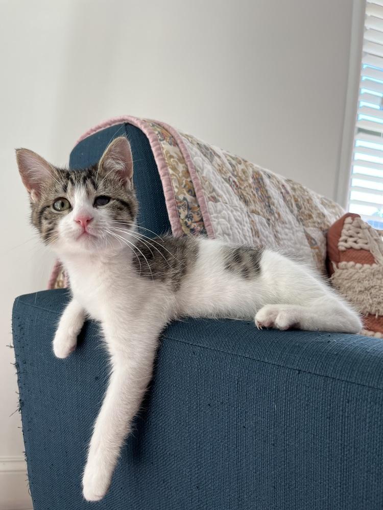 Felicity — thumbnail 2