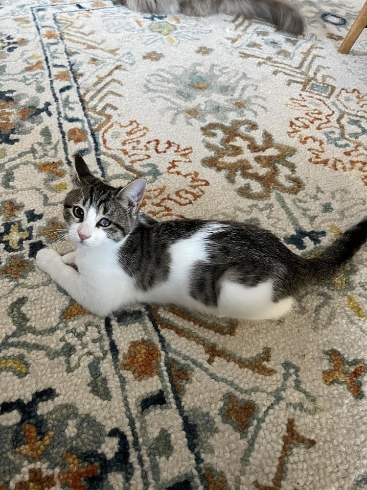 Felicity — thumbnail 3