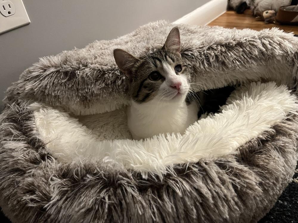 Felicity — thumbnail 6