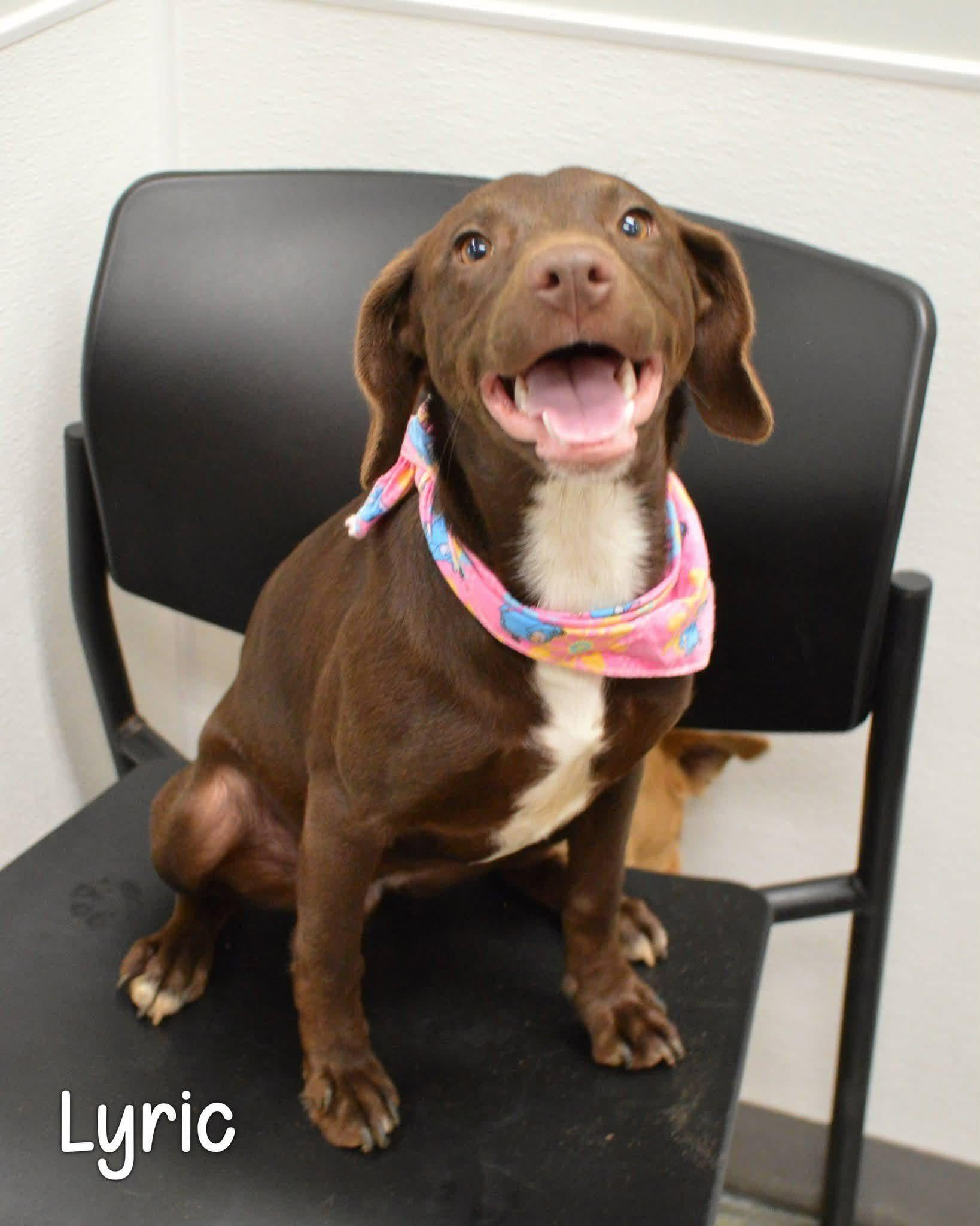 Lyric, ADOPTABLE, Young Female Labrador Retriever.