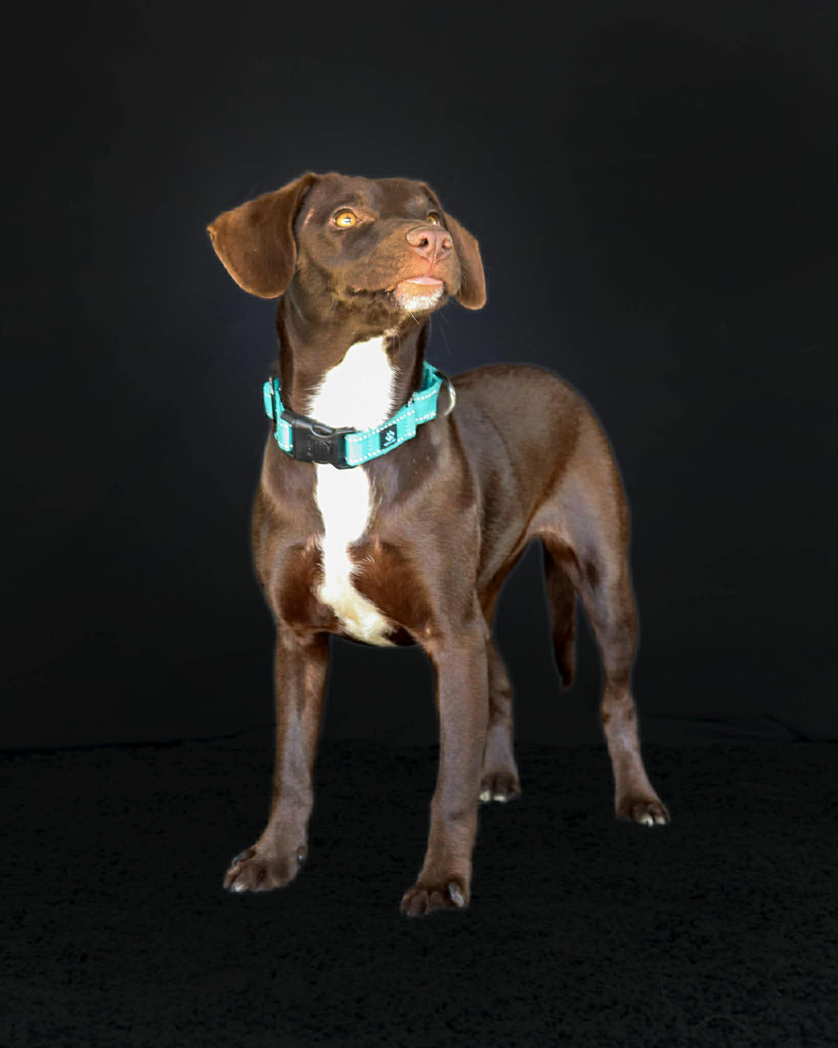 Enlarge Lyric, a ADOPTABLE mixed breed in Elkton, MD image 3/6