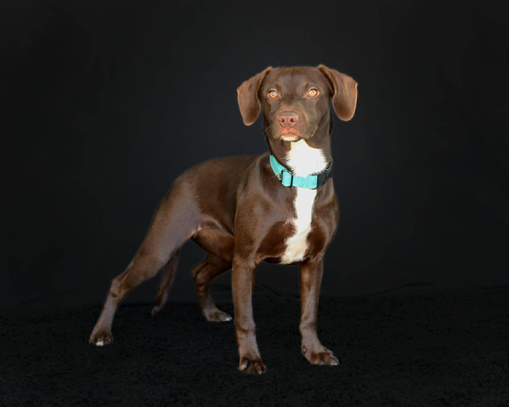 Enlarge Lyric, a ADOPTABLE mixed breed in Elkton, MD image 5/6