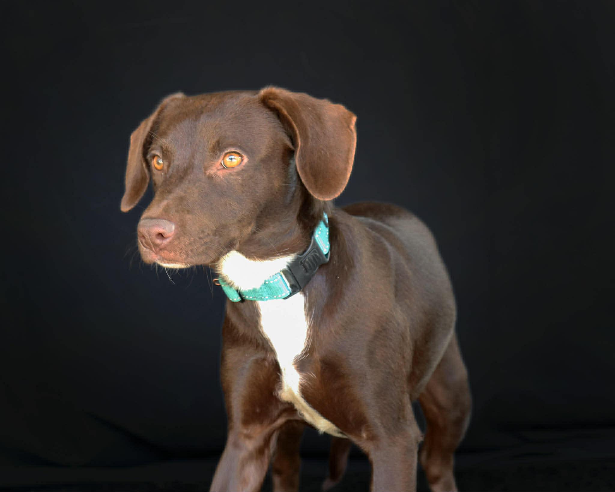 Enlarge Lyric, a ADOPTABLE mixed breed in Elkton, MD image 2/6