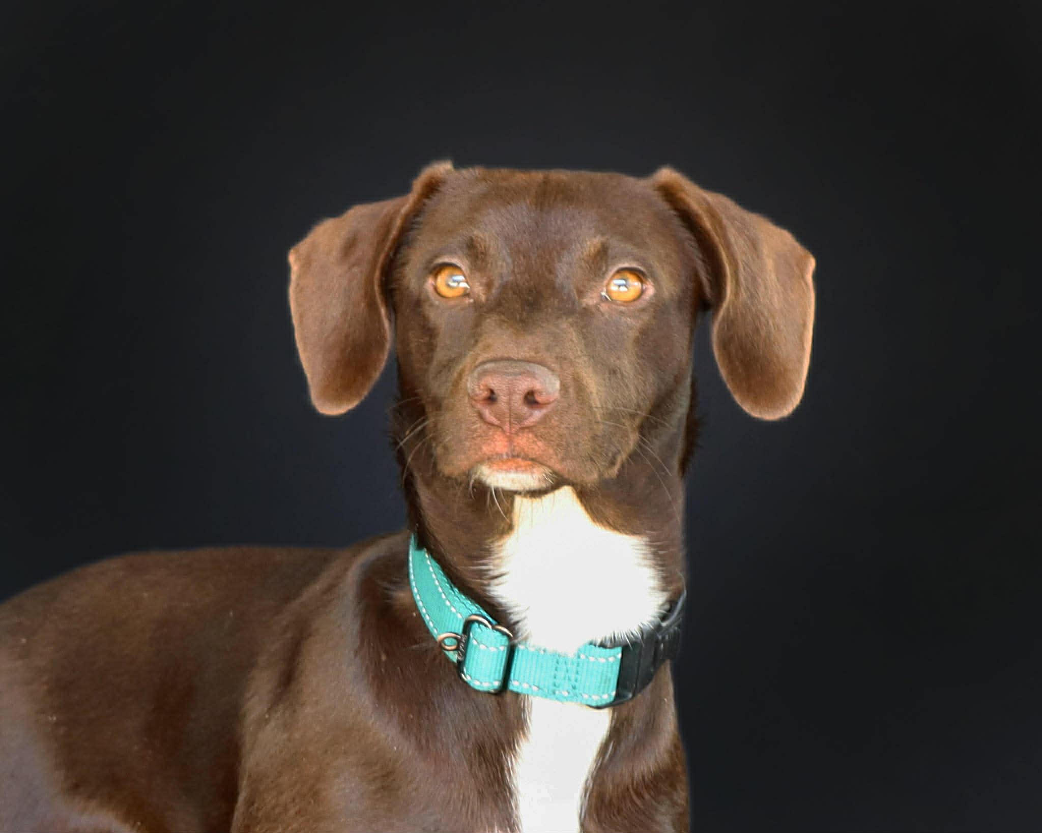 Enlarge Lyric, a ADOPTABLE mixed breed in Elkton, MD image 6/6