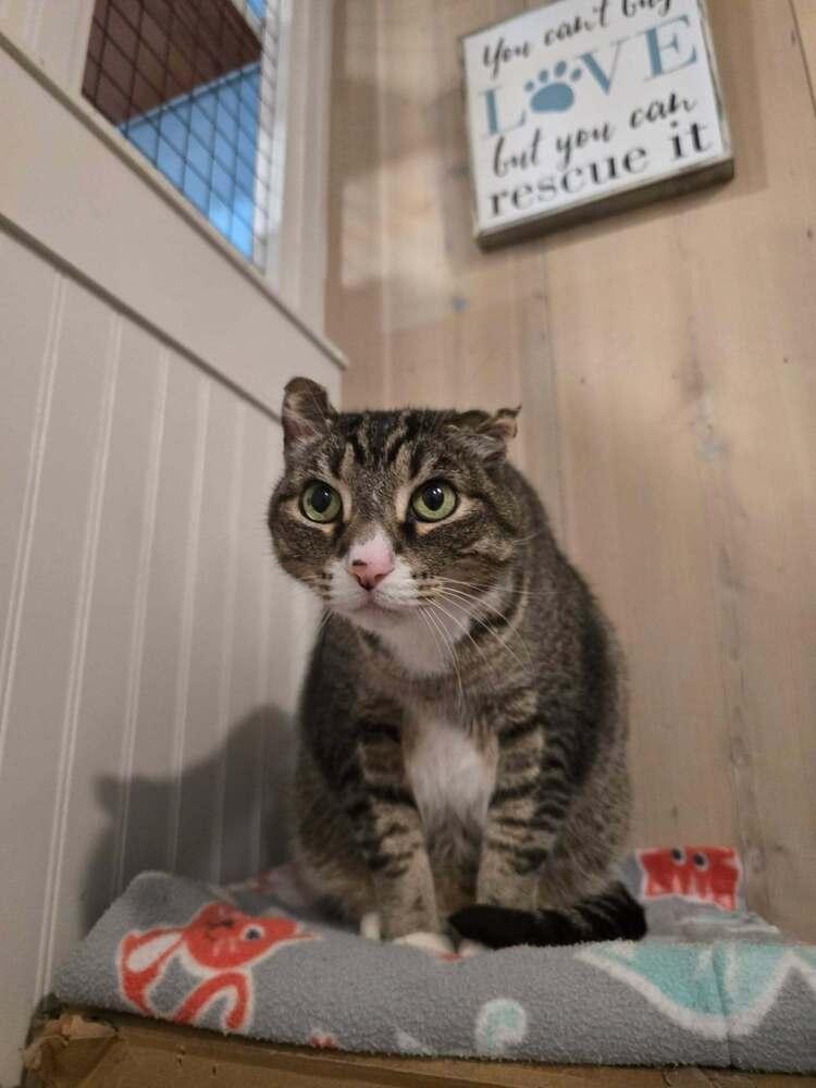 Woody, Adoptable, Adult Male Domestic Short Hair.