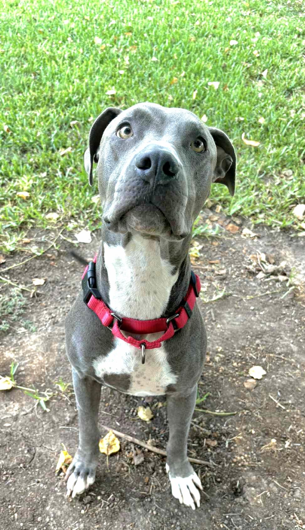 Enlarge Bella, a Adoptable American Bully in Bellevue, WA image 4/5