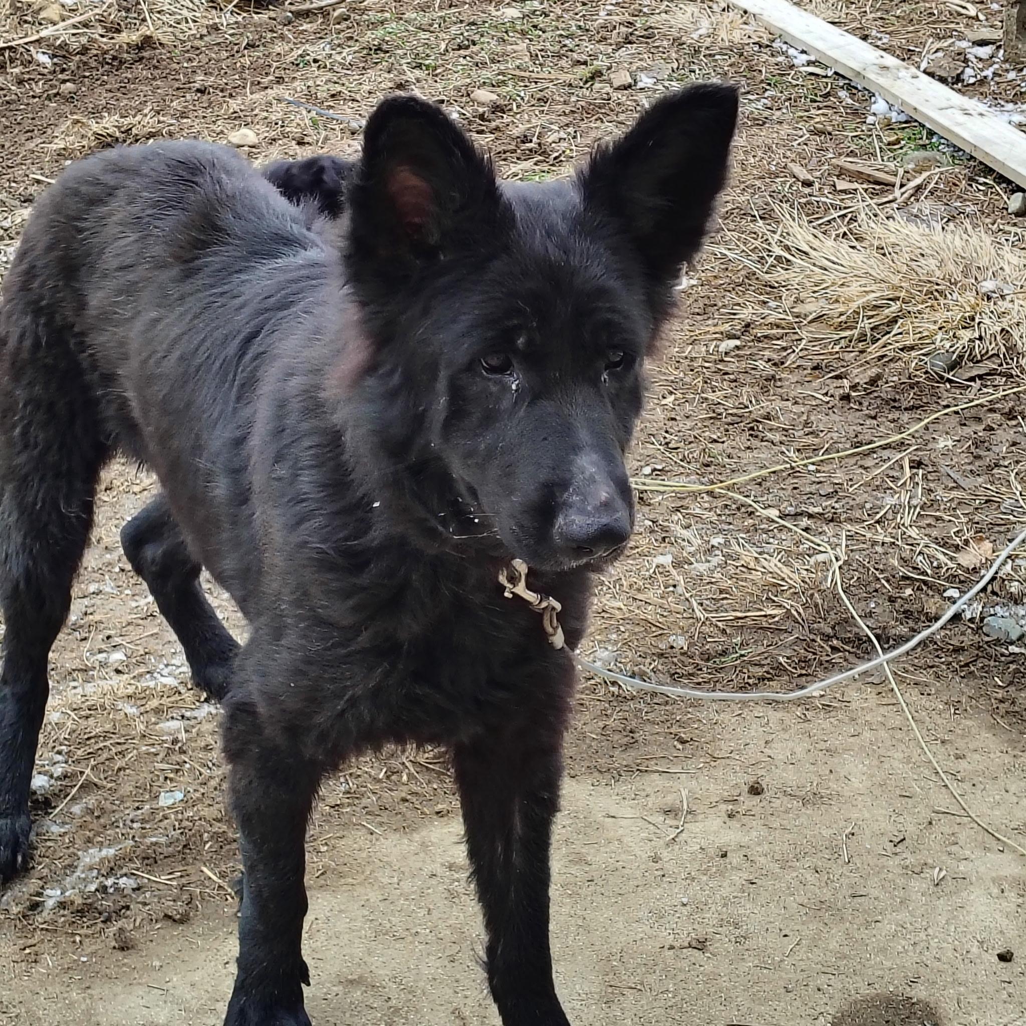 Enlarge Kira, a Adoptable German Shepherd Dog in Evansville, IN image 1/1