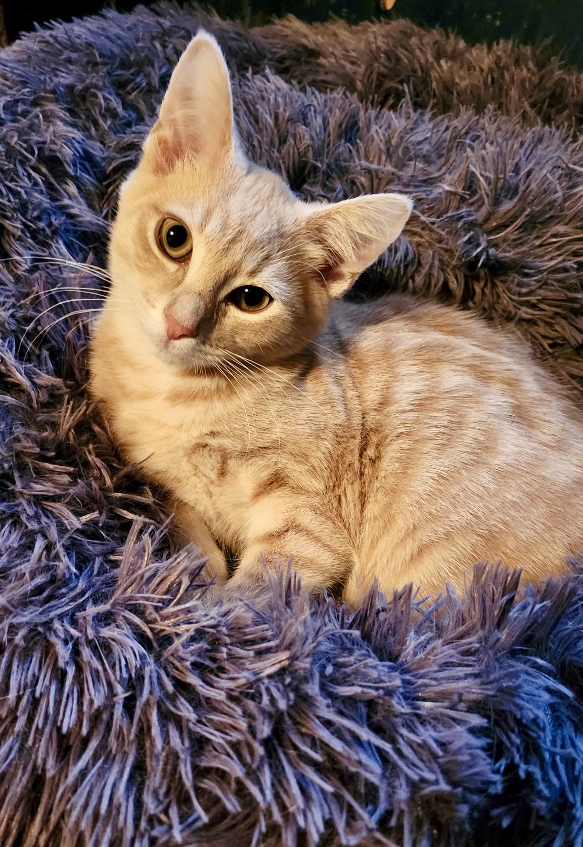 Vinny, ADOPTABLE, Young Male Domestic Short Hair.