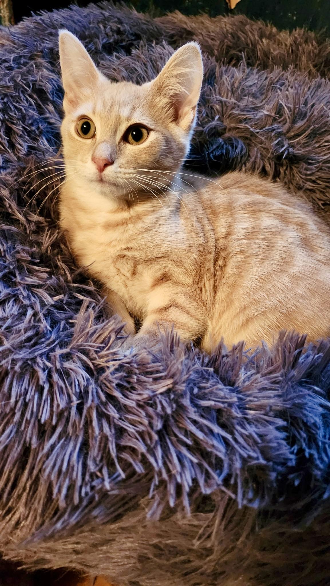 Enlarge Vinny, a ADOPTABLE Domestic Short Hair in Louisville, KY image 3/3