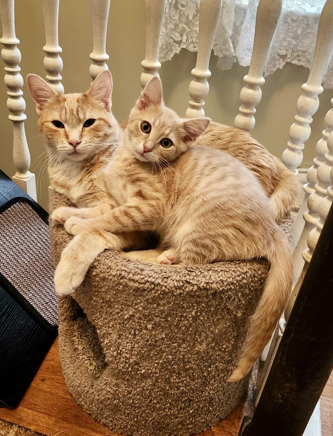 Enlarge Vinny, a ADOPTABLE Domestic Short Hair in Louisville, KY image 2/3