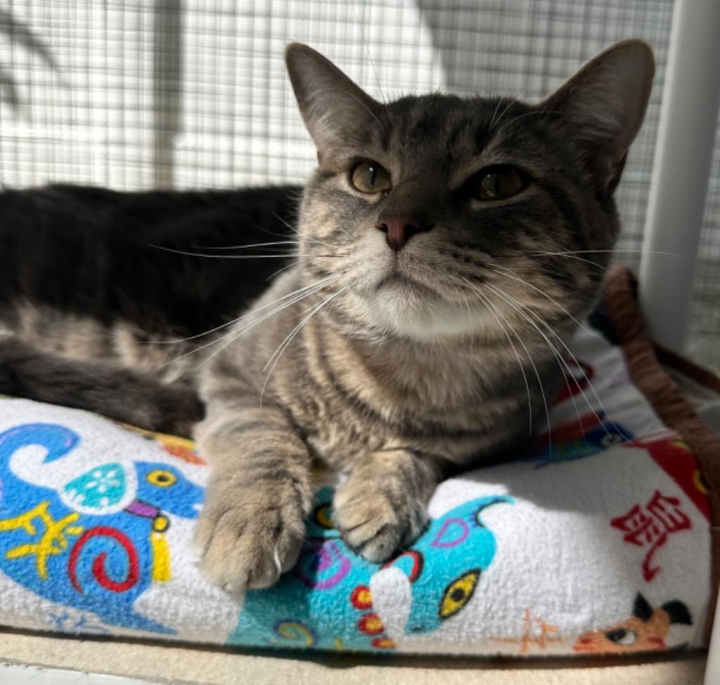 Mr Chubbs, Adoptable, Adult Male Domestic Short Hair.