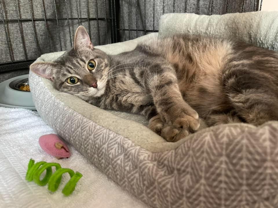 Mr Chubbs, Adoptable, Adult Male Domestic Short Hair.