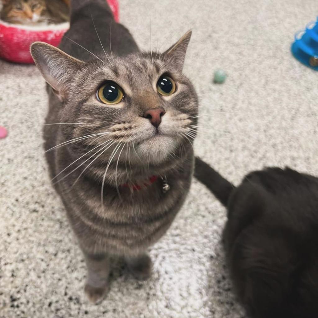 Mr Chubbs, a Adoptable mixed breed in New Bern, NC image 1/5