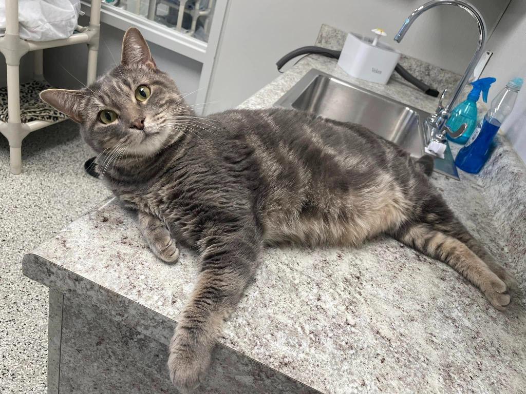 Enlarge Mr Chubbs, a Adoptable mixed breed in New Bern, NC image 3/4