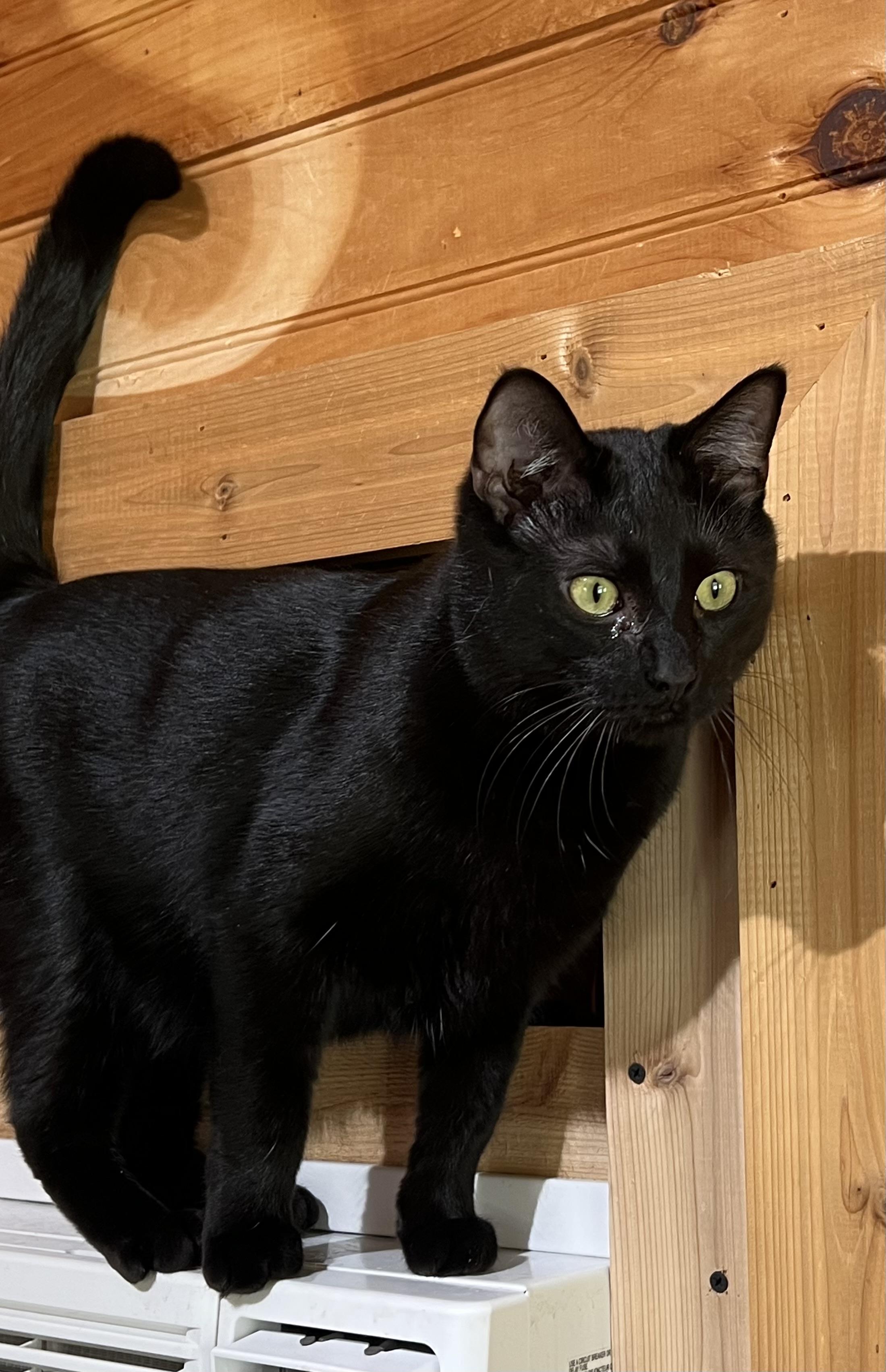 Titan, a Adoptable Domestic Short Hair in Knoxville, GA image 1/2