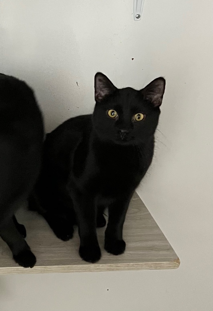 Titan, a Adoptable Domestic Short Hair in Knoxville, GA image 2/2