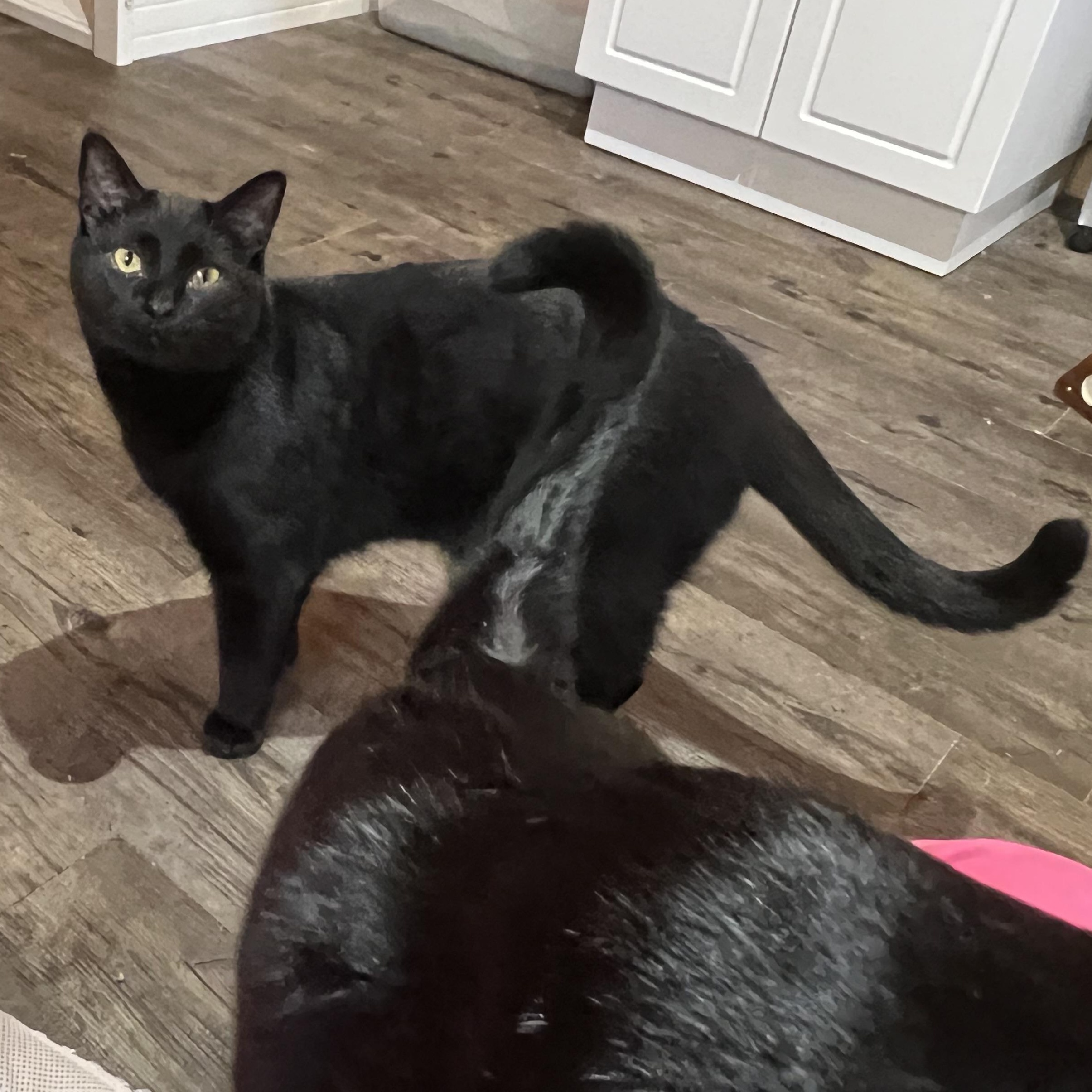 Enlarge Titan, a Adoptable Domestic Short Hair in Knoxville, GA image 2/3