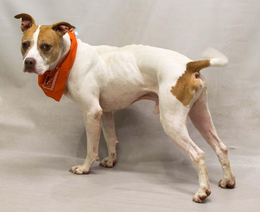 Enlarge Vader, a Adoptable mixed breed in Sanford, FL image 3/3