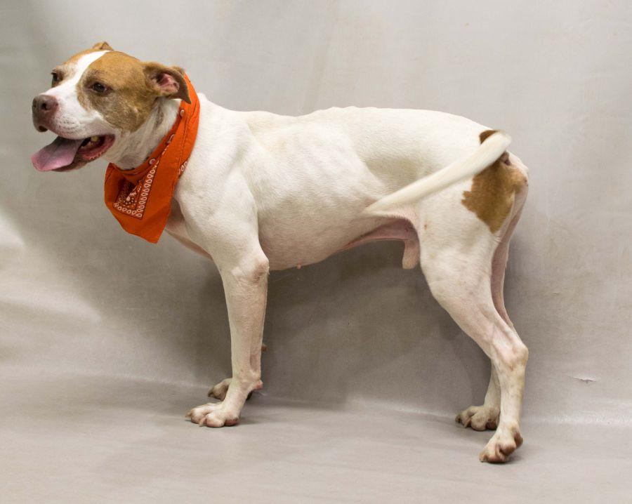Enlarge Vader, a Adoptable mixed breed in Sanford, FL image 2/3