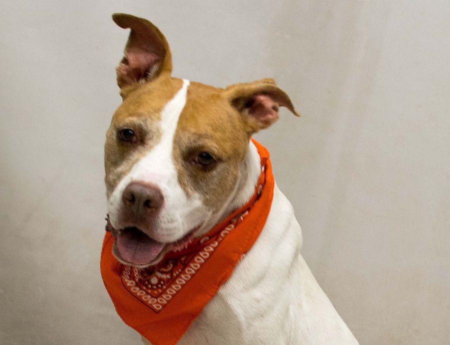 Vader, Adoptable, Adult Male Terrier.